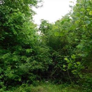 Photo of 35 Acres of Hunting and Residential Land For Sale in Henry County VA!