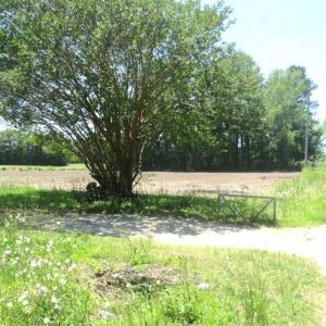 Photo of SOLD!!  197.24 Acres of Farm and Timber Land For Sale in Columbus County NC!