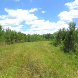Photo of SOLD!!  197.24 Acres of Farm and Timber Land For Sale in Columbus County NC!