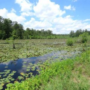 Photo of SOLD!!  197.24 Acres of Farm and Timber Land For Sale in Columbus County NC!