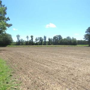 Photo of SOLD!!  197.24 Acres of Farm and Timber Land For Sale in Columbus County NC!