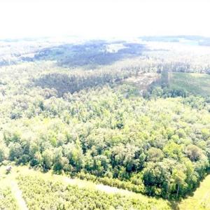 Photo of SOLD!!  197.24 Acres of Farm and Timber Land For Sale in Columbus County NC!