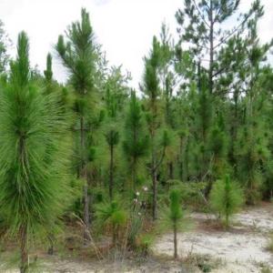 Photo of 48 Acres of Hunting and Timber Land for Sale in Dillon County SC!