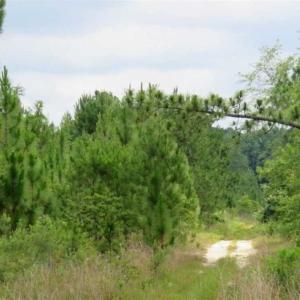 Photo of 48 Acres of Hunting and Timber Land for Sale in Dillon County SC!