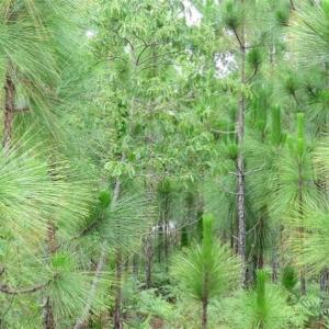 Photo of 48 Acres of Hunting and Timber Land for Sale in Dillon County SC!