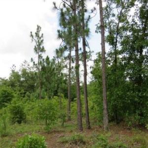 Photo of 48 Acres of Hunting and Timber Land for Sale in Dillon County SC!