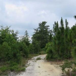 Photo of 48 Acres of Hunting and Timber Land for Sale in Dillon County SC!