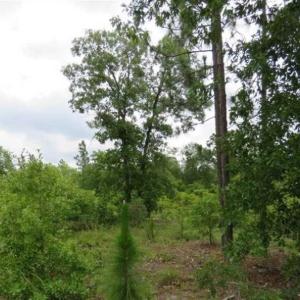 Photo of 48 Acres of Hunting and Timber Land for Sale in Dillon County SC!
