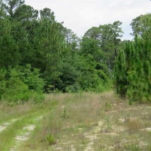 Photo of 48 Acres of Hunting and Timber Land for Sale in Dillon County SC!