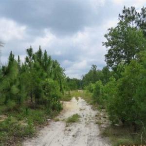 Photo of 48 Acres of Hunting and Timber Land for Sale in Dillon County SC!