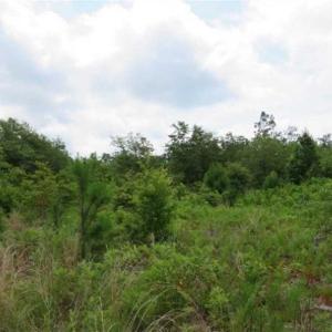 Photo of 48 Acres of Hunting and Timber Land for Sale in Dillon County SC!
