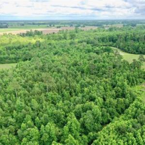 Photo of SOLD!!  40 Acres of Farm and Hunting Land for Sale in Robeson County NC!