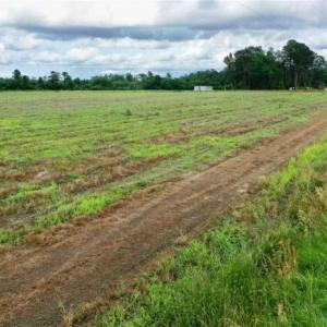 Photo of SOLD!!  40 Acres of Farm and Hunting Land for Sale in Robeson County NC!