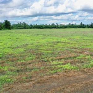 Photo of SOLD!!  40 Acres of Farm and Hunting Land for Sale in Robeson County NC!