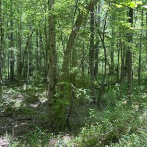 Photo of SOLD!!  10 Acres of Residential Land For Sale in Orange County NC!