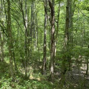 Photo of SOLD!!  10 Acres of Residential Land For Sale in Orange County NC!