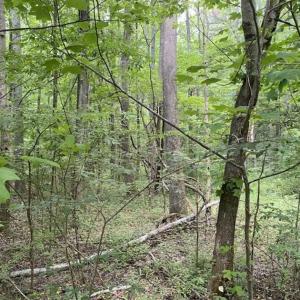 Photo of SOLD!!  10 Acres of Residential Land For Sale in Orange County NC!
