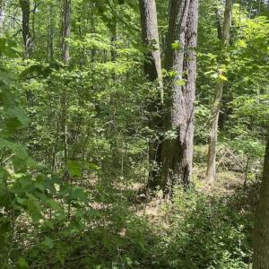 Photo of SOLD!!  10 Acres of Residential Land For Sale in Orange County NC!