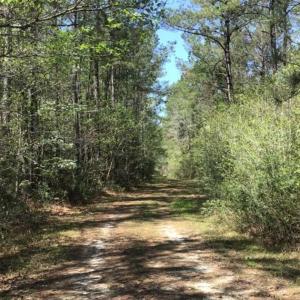 Photo of UNDER CONTRACT!!  257.92 Acres of Hunting and Timber Land For Sale in Brunswick County NC!