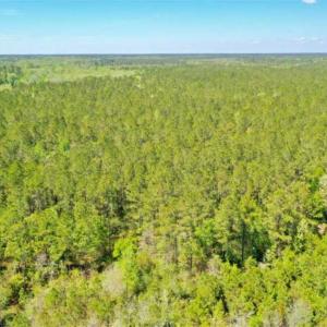 Photo of UNDER CONTRACT!!  257.92 Acres of Hunting and Timber Land For Sale in Brunswick County NC!