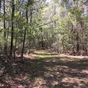 Photo of UNDER CONTRACT!!  257.92 Acres of Hunting and Timber Land For Sale in Brunswick County NC!