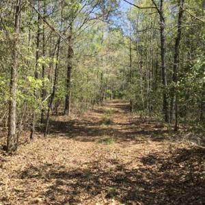 Photo of UNDER CONTRACT!!  257.92 Acres of Hunting and Timber Land For Sale in Brunswick County NC!
