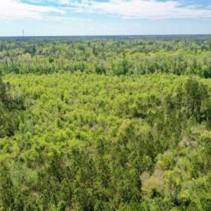 Photo of UNDER CONTRACT!!  257.92 Acres of Hunting and Timber Land For Sale in Brunswick County NC!