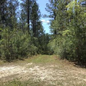 Photo of UNDER CONTRACT!!  257.92 Acres of Hunting and Timber Land For Sale in Brunswick County NC!