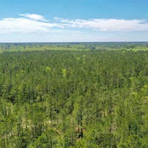 Photo of UNDER CONTRACT!!  257.92 Acres of Hunting and Timber Land For Sale in Brunswick County NC!