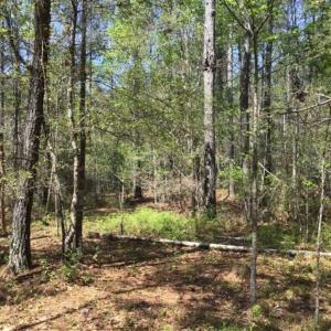 Photo of UNDER CONTRACT!!  257.92 Acres of Hunting and Timber Land For Sale in Brunswick County NC!