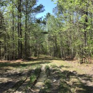 Photo of UNDER CONTRACT!!  257.92 Acres of Hunting and Timber Land For Sale in Brunswick County NC!