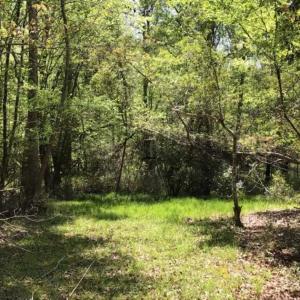 Photo of UNDER CONTRACT!!  257.92 Acres of Hunting and Timber Land For Sale in Brunswick County NC!