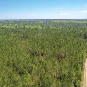 Photo of UNDER CONTRACT!!  257.92 Acres of Hunting and Timber Land For Sale in Brunswick County NC!