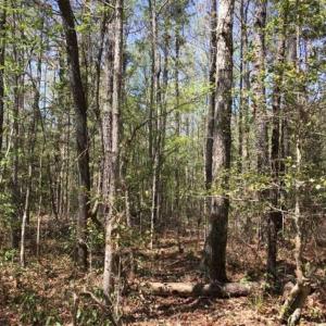 Photo of UNDER CONTRACT!!  257.92 Acres of Hunting and Timber Land For Sale in Brunswick County NC!