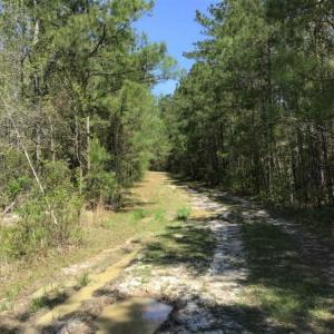 Photo of UNDER CONTRACT!!  257.92 Acres of Hunting and Timber Land For Sale in Brunswick County NC!