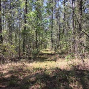 Photo of UNDER CONTRACT!!  257.92 Acres of Hunting and Timber Land For Sale in Brunswick County NC!