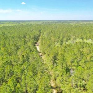 Photo of UNDER CONTRACT!!  257.92 Acres of Hunting and Timber Land For Sale in Brunswick County NC!