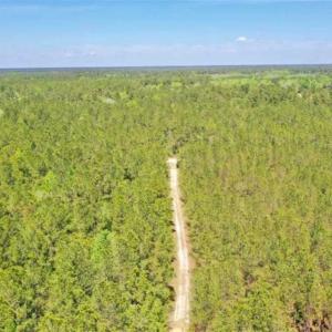 Photo of UNDER CONTRACT!!  257.92 Acres of Hunting and Timber Land For Sale in Brunswick County NC!