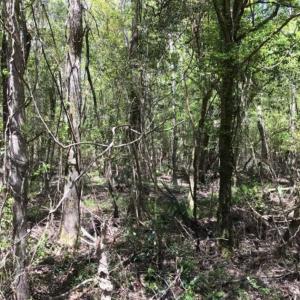 Photo of UNDER CONTRACT!!  257.92 Acres of Hunting and Timber Land For Sale in Brunswick County NC!