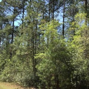 Photo of UNDER CONTRACT!!  257.92 Acres of Hunting and Timber Land For Sale in Brunswick County NC!