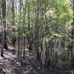 Photo of UNDER CONTRACT!!  257.92 Acres of Hunting and Timber Land For Sale in Brunswick County NC!