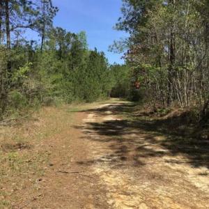 Photo of UNDER CONTRACT!!  257.92 Acres of Hunting and Timber Land For Sale in Brunswick County NC!