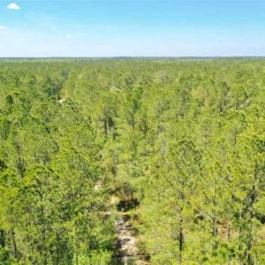 Photo of UNDER CONTRACT!!  257.92 Acres of Hunting and Timber Land For Sale in Brunswick County NC!