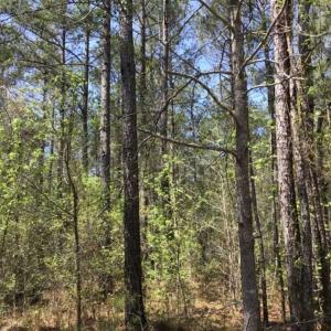 Photo of UNDER CONTRACT!!  257.92 Acres of Hunting and Timber Land For Sale in Brunswick County NC!