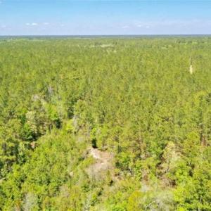Photo of UNDER CONTRACT!!  257.92 Acres of Hunting and Timber Land For Sale in Brunswick County NC!