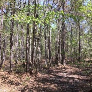 Photo of UNDER CONTRACT!!  257.92 Acres of Hunting and Timber Land For Sale in Brunswick County NC!