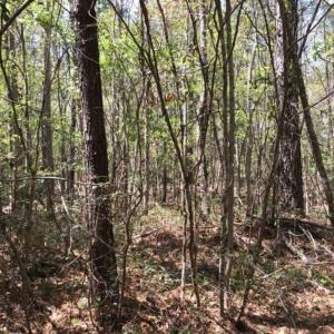 Photo of UNDER CONTRACT!!  257.92 Acres of Hunting and Timber Land For Sale in Brunswick County NC!