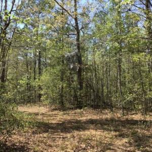 Photo of UNDER CONTRACT!!  257.92 Acres of Hunting and Timber Land For Sale in Brunswick County NC!
