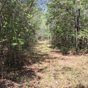 Photo of UNDER CONTRACT!!  257.92 Acres of Hunting and Timber Land For Sale in Brunswick County NC!