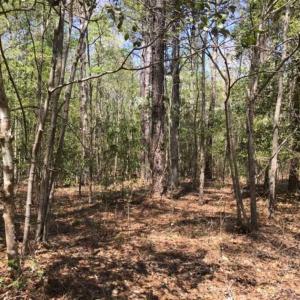 Photo of UNDER CONTRACT!!  257.92 Acres of Hunting and Timber Land For Sale in Brunswick County NC!